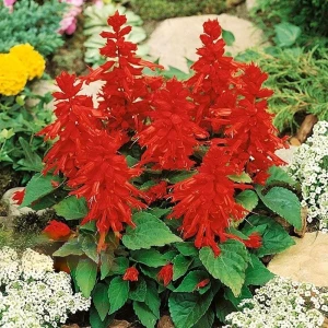 Salvia de gradina rosie, planta cu flori colorate in rosu intens, 0.2 grame, Opal